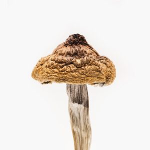 B+ magic mushroom